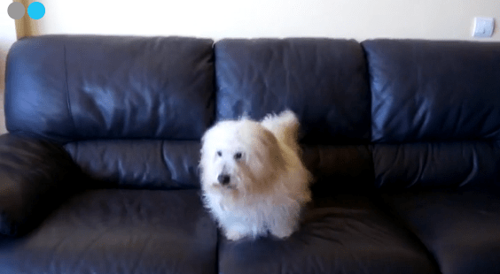 Un bichon croisé caniche pour la Palm Dog Cannes en 2015