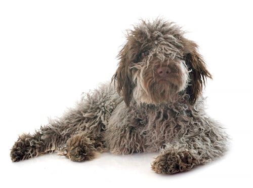 Chien maladroit : et si c’était une maladie ?