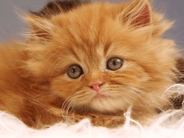 Kitten TV : bientôt une chaîne consacrée aux chats ?