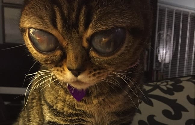 Matilda, le chat aux yeux… d’extraterrestre !