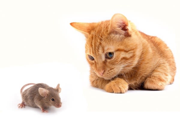 Les chats et les souris sont-ils devenus « amis » ?