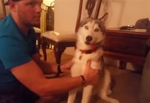 La vidéo du chien drogué au cannabis choque les Internautes