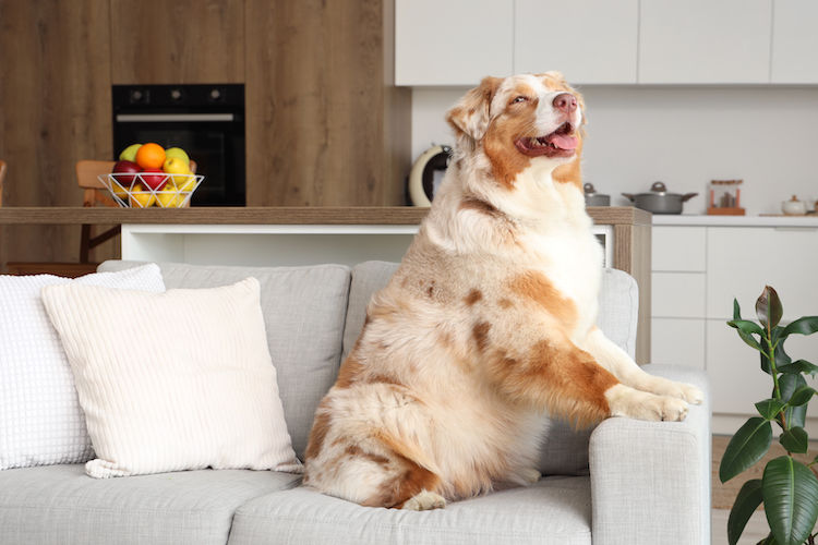 Chien en surpoids : quelles sont les causes et que faire ? 