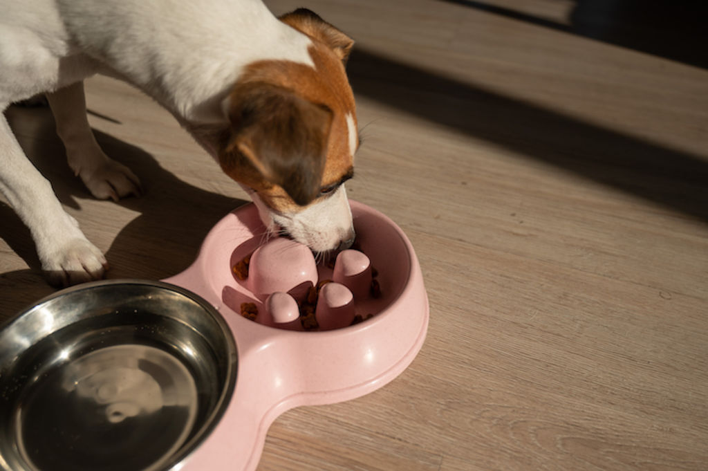 croquettes chien obese