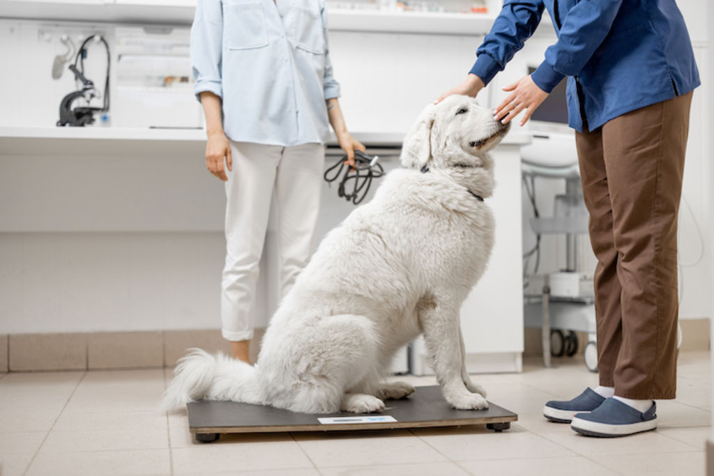 poids chien obese