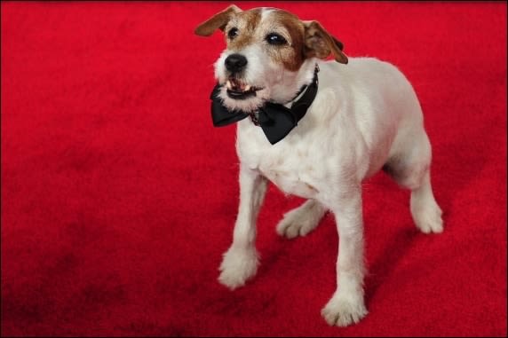 Disparition de Uggie, le chien star de The Artist