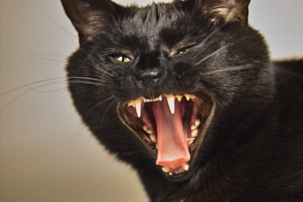 Le chat : un lion impulsif et névrotique !