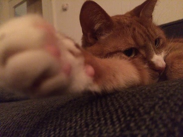 Belgique : des chats contre le terrorisme