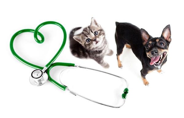 Gastro chez le chien et le chat : pas seulement en hiver !