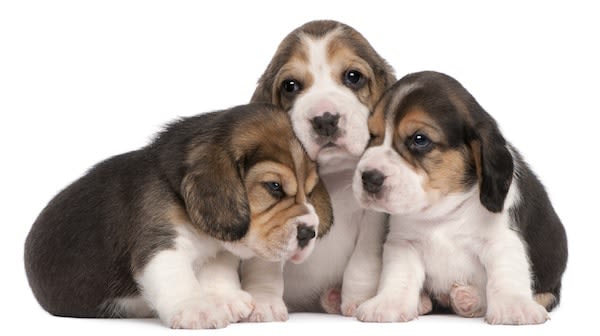 Première mondiale : naissance de chiots éprouvettes !