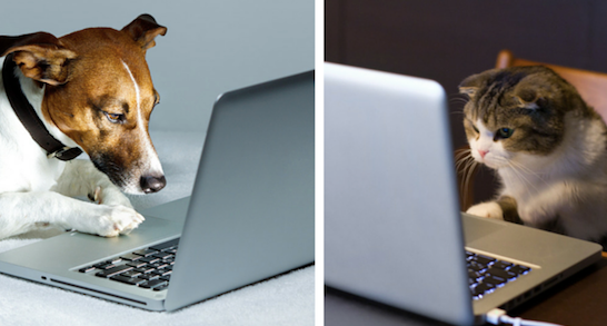 Chiens et chats sur le Web : le match !