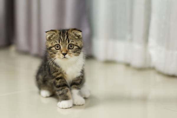 Identification des chats par puce obligatoire en Wallonie