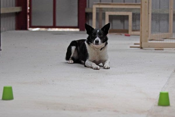 Un test de QI pour chiens mis au point par des chercheurs