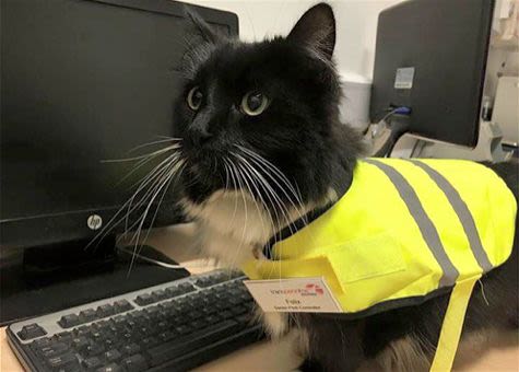 Un chat employé d’une gare anglaise reçoit une promotion !