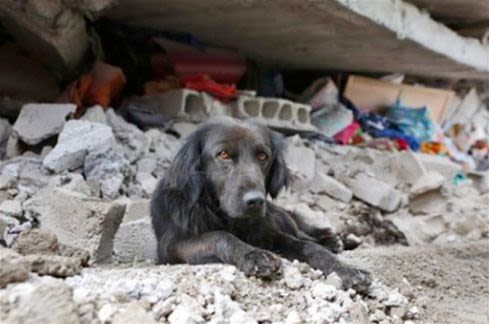 Séisme en Equateur: un chien ne veut pas quitter sa maison