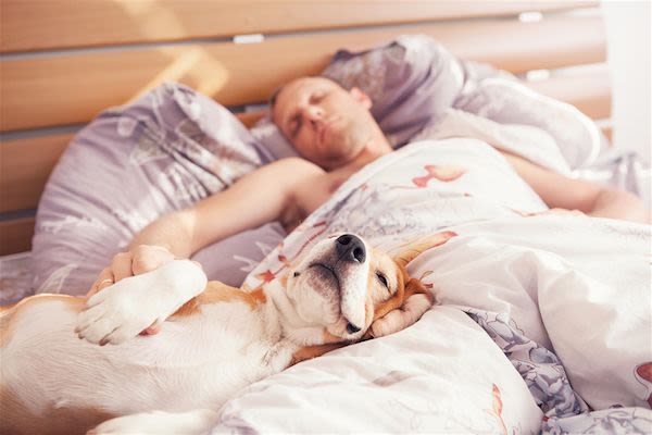 Dormir avec son chien n’affectera pas votre sommeil !