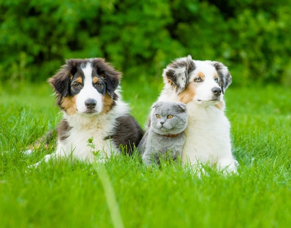 Chiens et chats : quelques astuces contre la chaleur