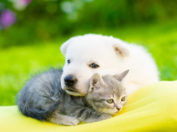 Chiens et chats : attention au coup de chaleur !