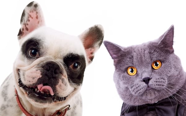 Selon Facebook, les amateurs de chats sont tristes !