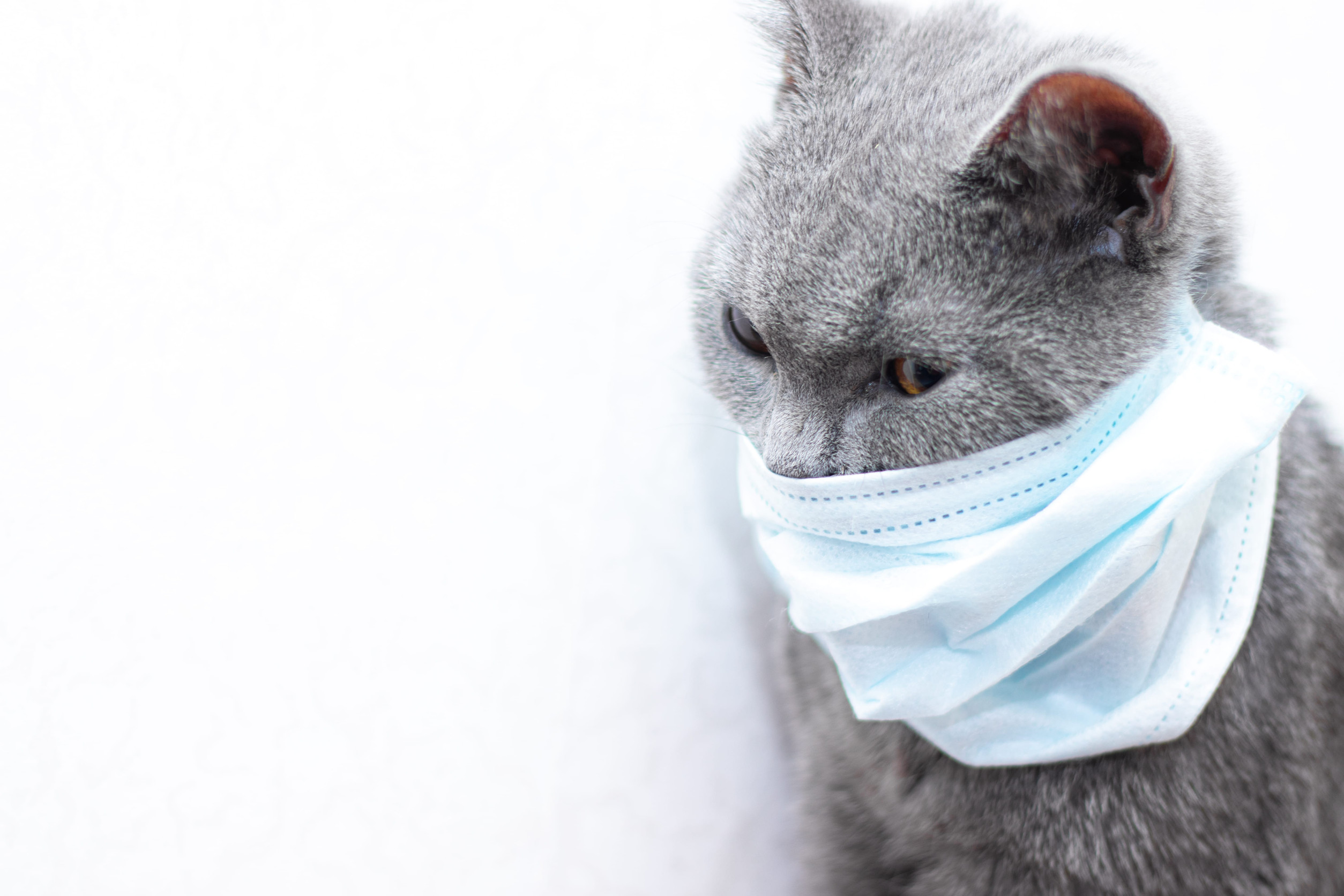 Chat malade