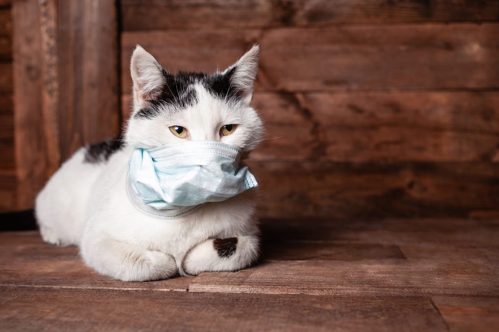 Chat adulte malade