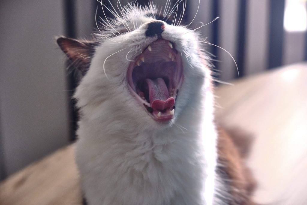 Chat qui éternue