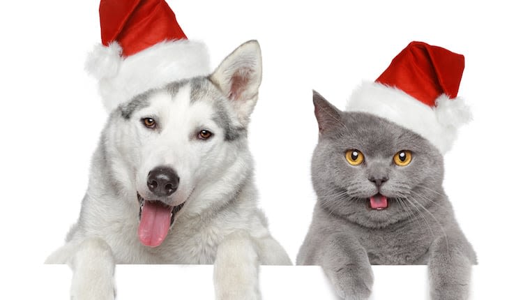 Quel cadeau faire à son chien ou chat en fin d’année ?