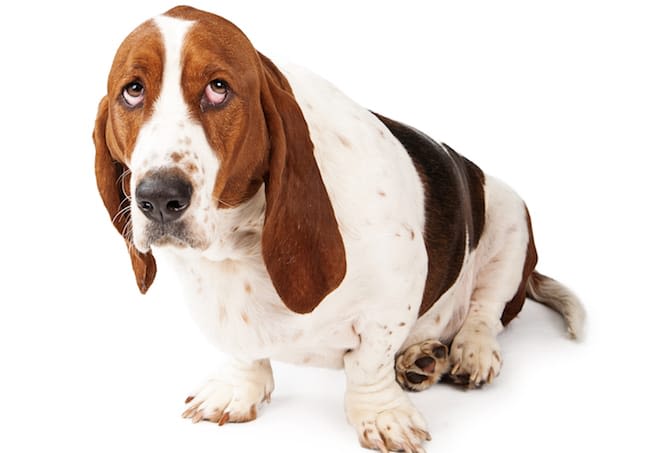 Sur 24 heures… les chiens ont de la mémoire !