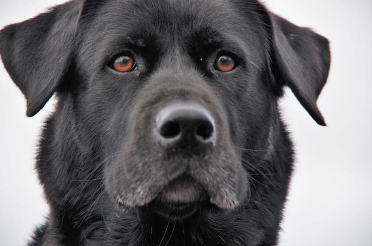 Pourquoi le poil du chien grisonne ? A cause du stress !