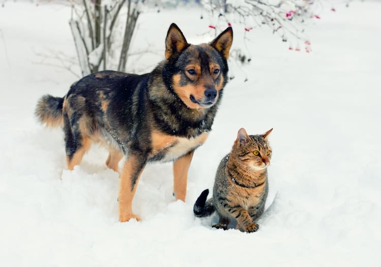 Chiens et chats : pour qu’ils passent un bon hiver
