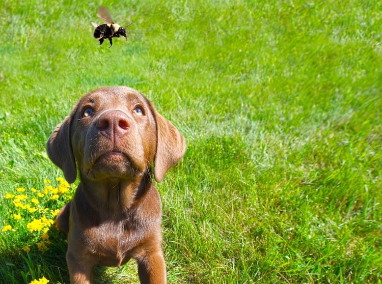 Abeilles, guêpes, frelons : attention aux piqûres !