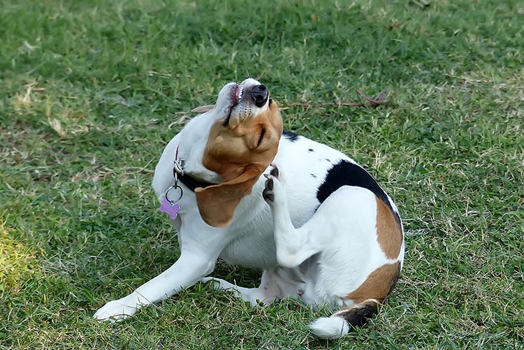 Aoûtats : comment protéger votre chien ou votre chat ?