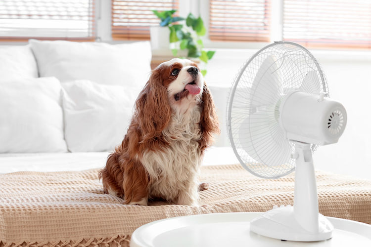 Chaleur : des astuces pour rafraîchir votre chien