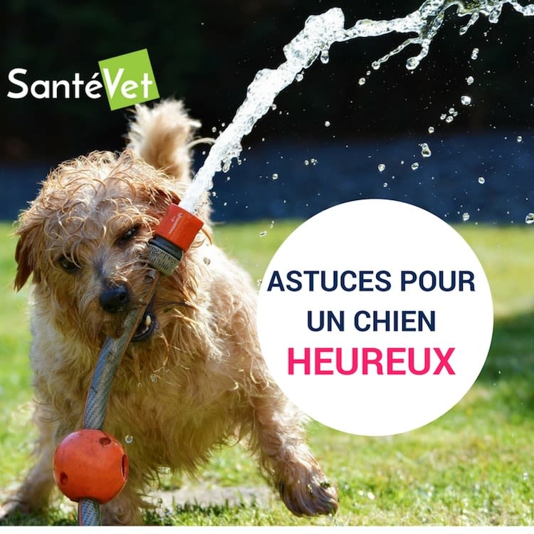 5 conseils pour un chien heureux au jardin !