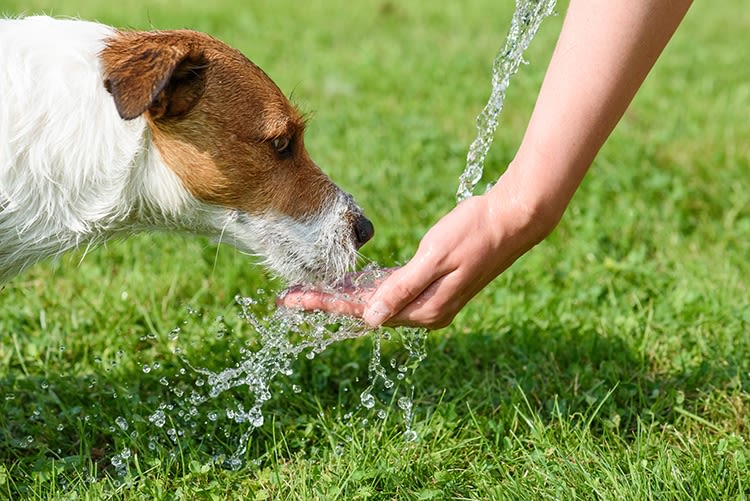 Canicule: comment protéger son chien ou chat de la chaleur