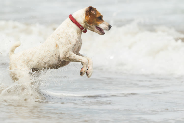 Comment profiter des joies de l’eau avec son chien