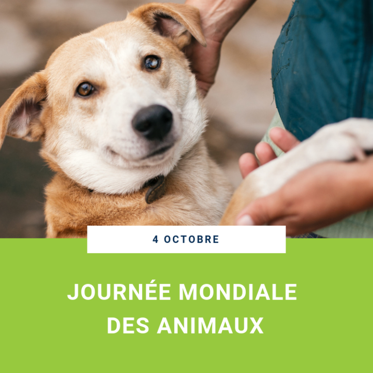 4 octobre : c’est la journée mondiale des animaux