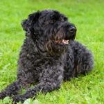 Kerry blue terrier