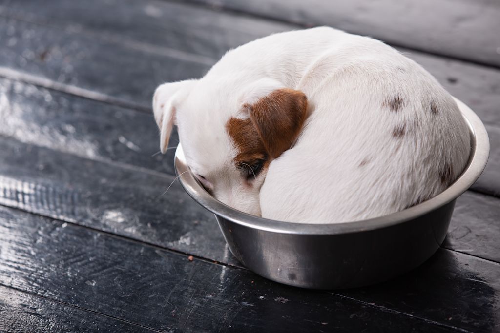 intolerance_lactose_chien
