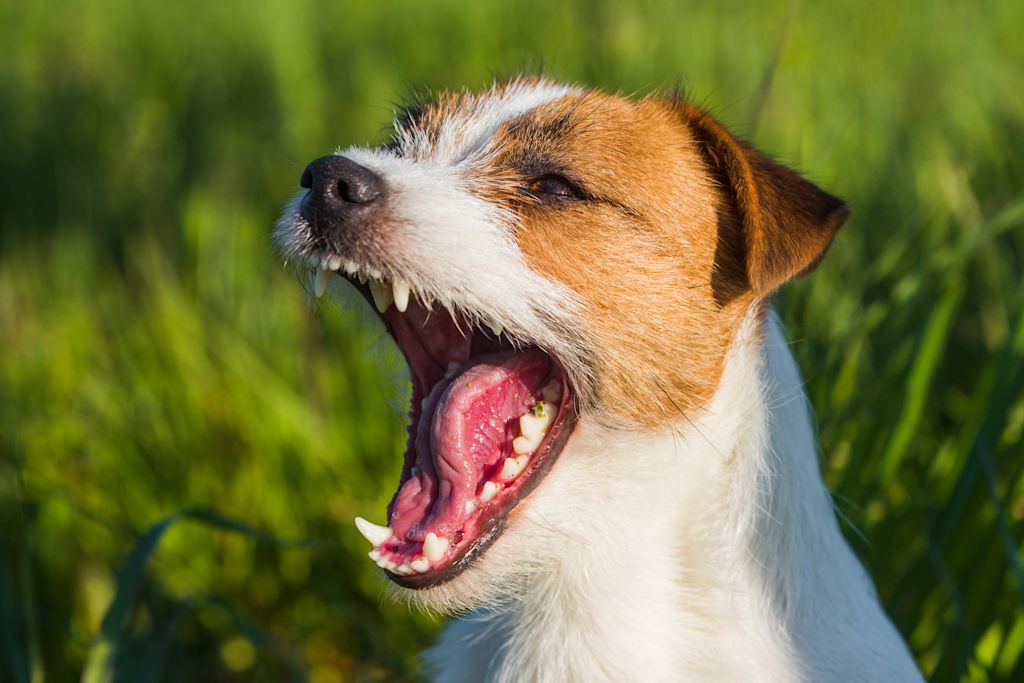 Parson Russel Terrier adulte