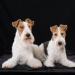 Fox-terrier