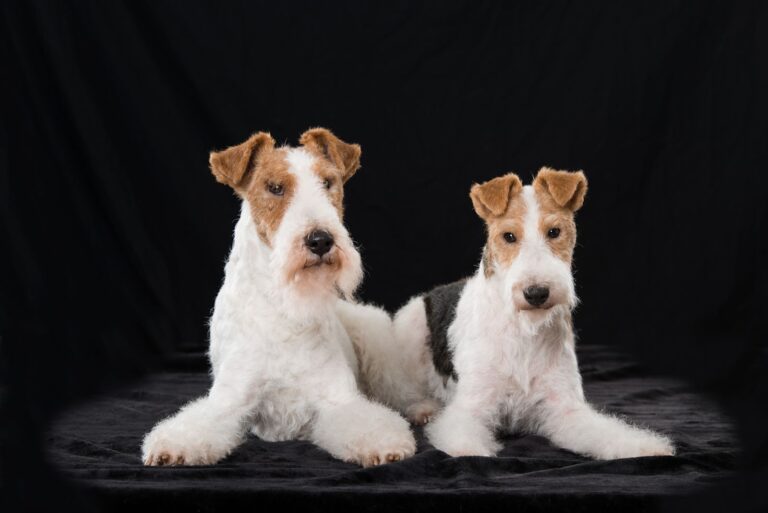 Fox-terrier