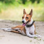 Basenji