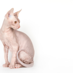 Sphynx