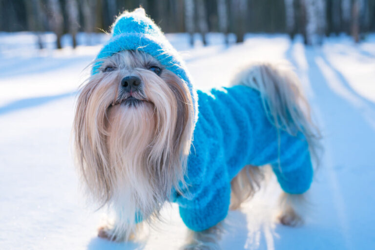 Froid : protéger le chien et chat en hiver