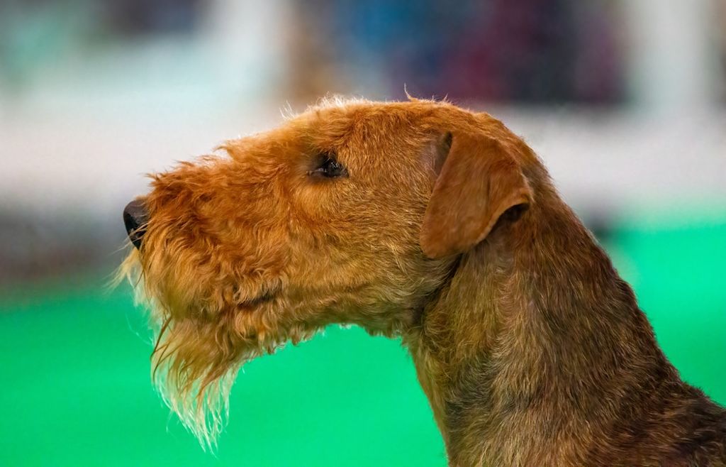 Portret van een Airedale Terri&euml;r in profiel