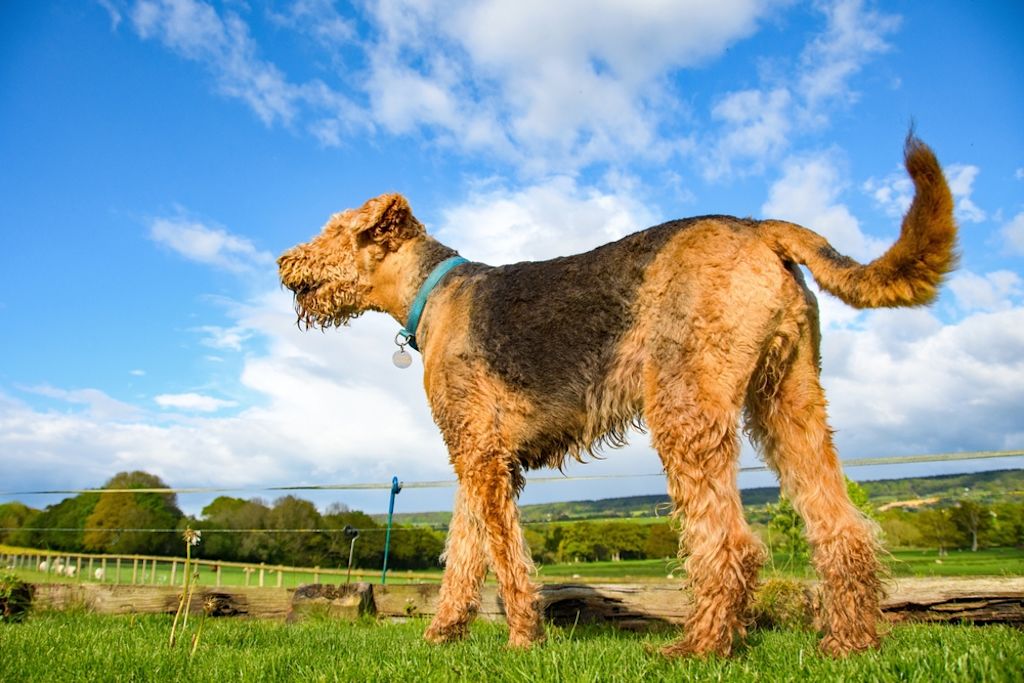 Airedale Terri&euml;r staand in het wild