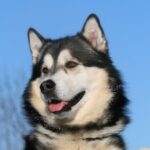 Alaskan malamute
