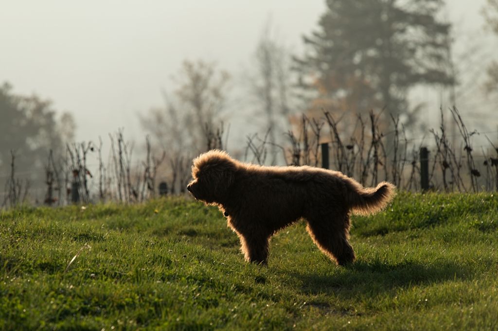 Bruine baardvogel op landpad