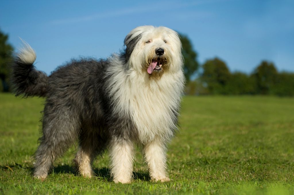 Bobtail staat trots in groen veld